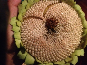 sunflower seedhead